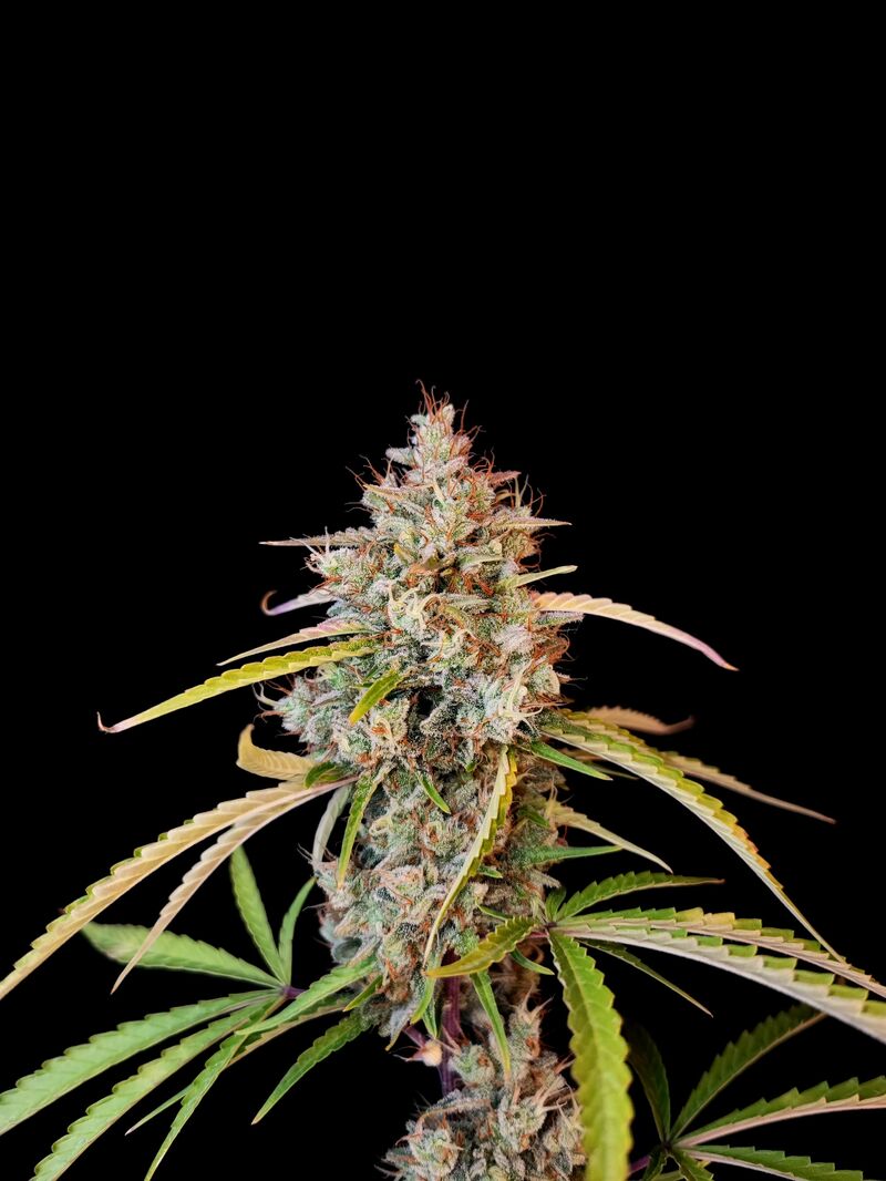 Pound Cake Auto, Фасовка: 1, изображение 17